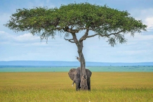 Nairobi: gita di 1 giorno al Parco nazionale di Amboseli e al villaggio Masai