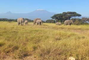 Nairobi: gita di 1 giorno al Parco nazionale di Amboseli e al villaggio Masai