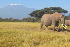 Nairobi: gita di 1 giorno al Parco nazionale di Amboseli e al villaggio Masai