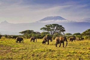 Nairobi: gita di 1 giorno al Parco nazionale di Amboseli e al villaggio Masai