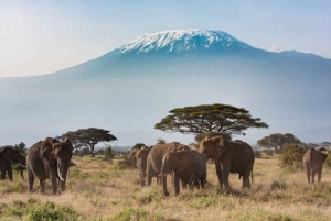 Nairobi: gita di 1 giorno al Parco nazionale di Amboseli e al villaggio Masai