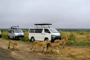 Nairobi: gita di 1 giorno al Parco nazionale di Amboseli e al villaggio Masai