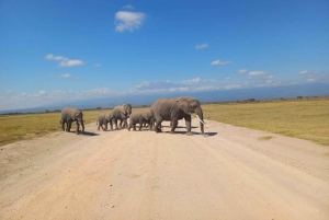 Nairobi: gita di 1 giorno al Parco nazionale di Amboseli e al villaggio Masai