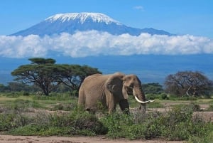 Nairobi : Excursion d'une journée dans le parc national d'Amboseli