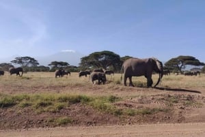 Nairobi : Excursion d'une journée dans le parc national d'Amboseli