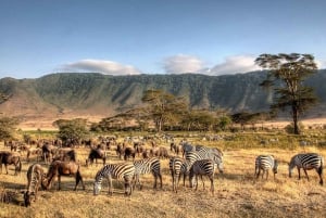 Viagem de um dia para conservação e cratera de Ngorongoro.