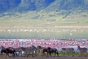 Viagem de um dia para conservação e cratera de Ngorongoro.