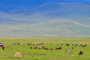 Dagsutflykt till Ngorongoros naturreservat och krater