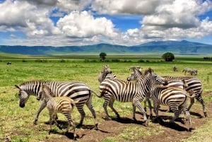 Jednodniowa wycieczka do rezerwatu i krateru Ngorongoro.
