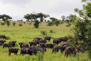 Tagestour zum Ngorongoro-Schutzgebiet