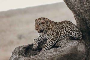 Tagestour zum Ngorongoro-Schutzgebiet