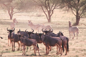 Tagestour zum Ngorongoro-Schutzgebiet