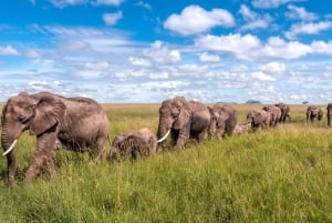 Ngorongoron kraatteri: Big 5 -safarin päiväkierros leirintäretkellä