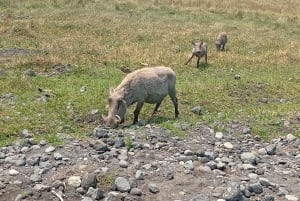 ンゴロンゴロのクレーターへの1日旅行（フルゲームドライブ）