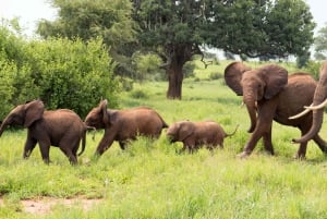 Excursion d'une journée dans le cratère du Ngorongoro Safari en groupe.