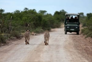 Excursion d'une journée dans le cratère du Ngorongoro Safari en groupe.