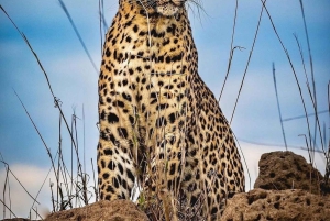 ンゴロンゴロクレーター日帰りツアー（ピクニックランチ付き）