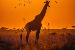 ンゴロンゴロクレーター日帰りツアー（ピクニックランチ付き）