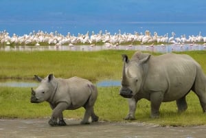 Cratere di Ngorongoro: Tour di un giorno intero di Safari