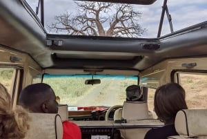 Cratere di Ngorongoro: Tour di un giorno intero di Safari