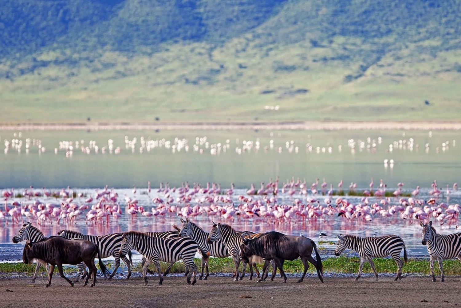Ngorongoro Crater Full Day Trip