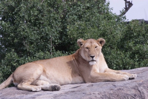 Ngorongoro Crater Full Day Trip