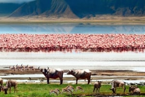Dagstur til Ngorongoro