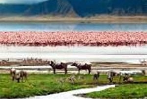 Ngorongoro daytrip