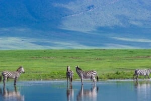 Ngorongoro daytrip