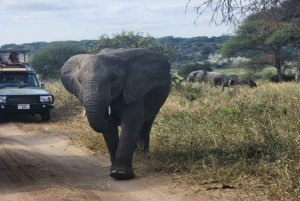 Explora Ngorongoro e Manyara com ciclismo
