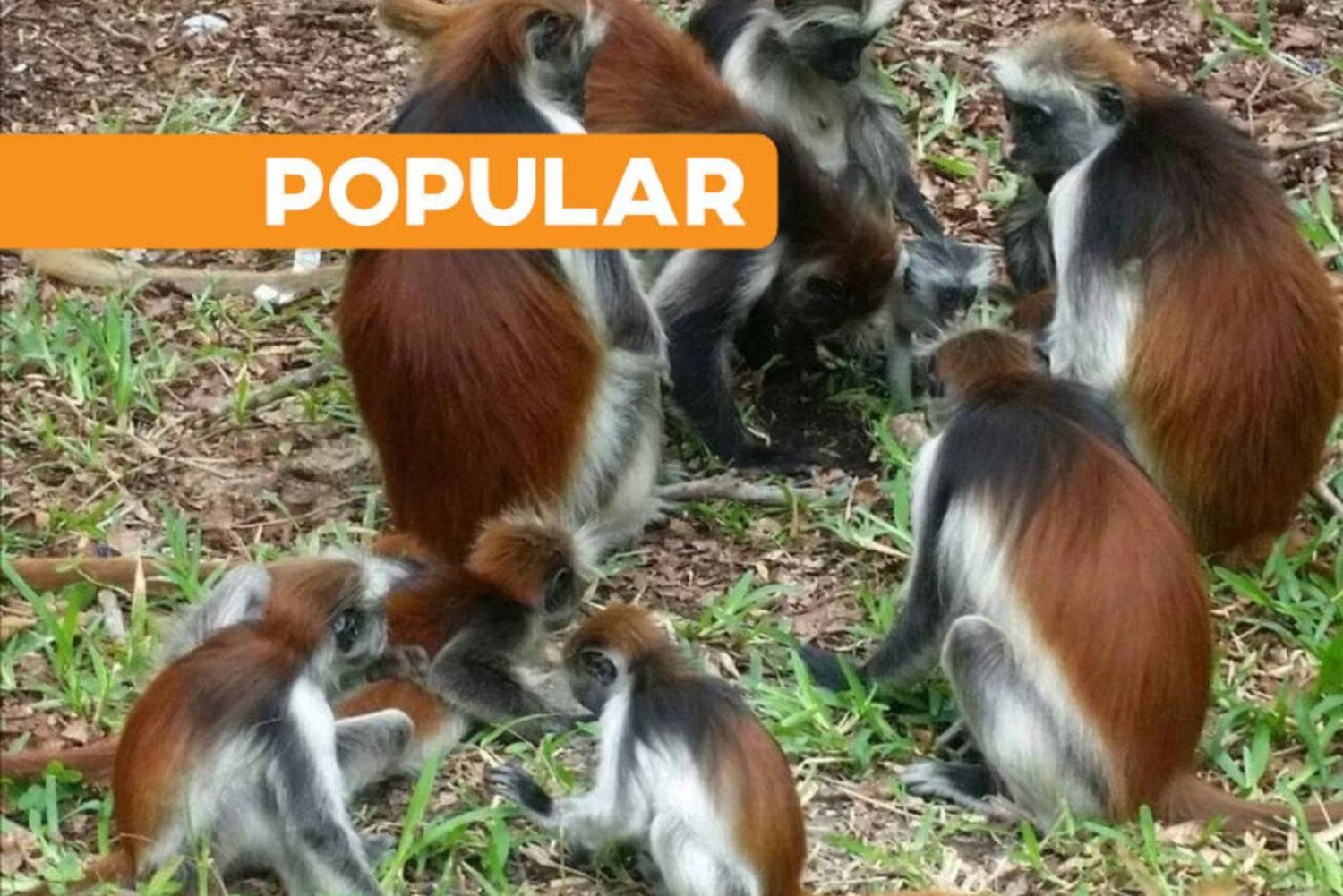 Norra Zanzibar: Prison Island, Stone Town och Jozani