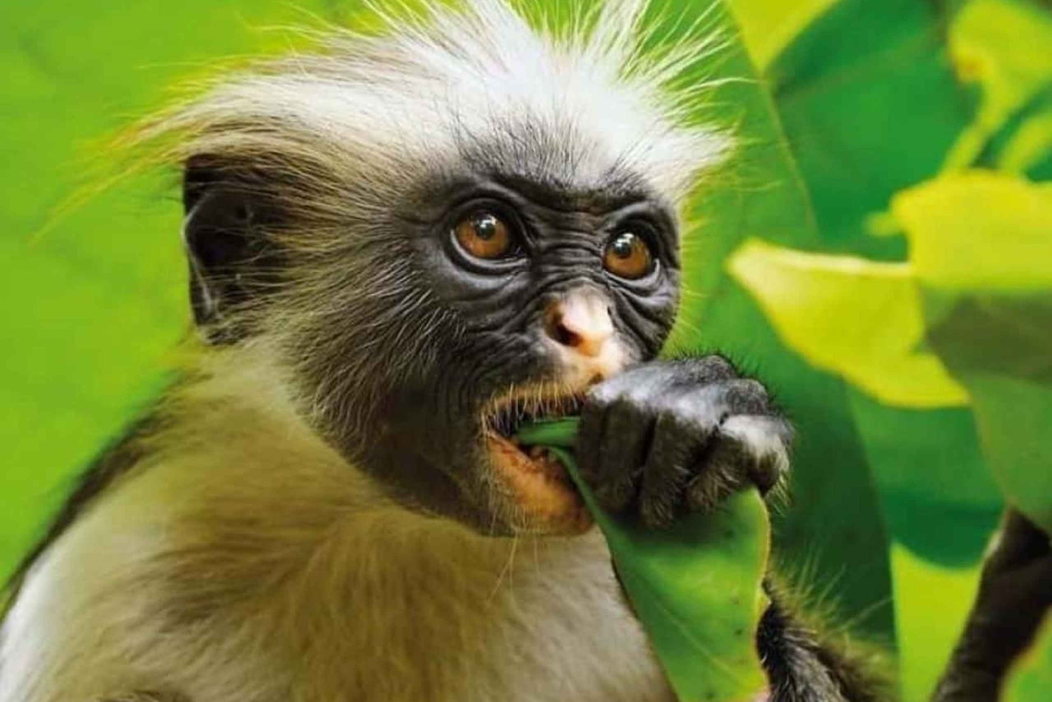 Partenza da Zanzibar Nord: Prison Island, Stone Town e Jozani