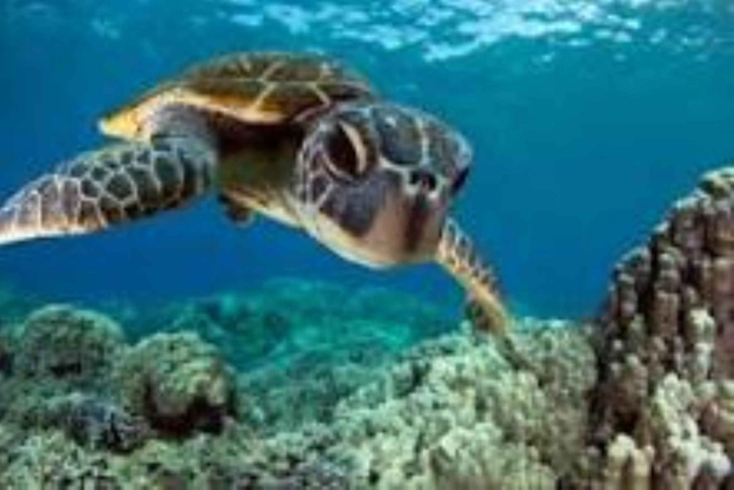 W akwarium Nugwi popływasz z żółwiami morskimi