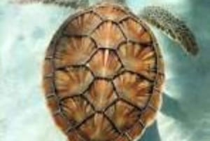 Akvarium i Nugwi simmar med havssköldpaddor