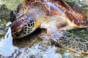 Akvarium i Nugwi simmar med havssköldpaddor