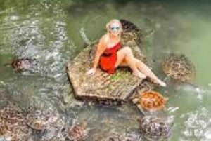 W akwarium Nugwi popływasz z żółwiami morskimi