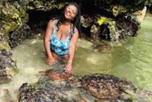 Nugwi akvarium vil svømme med havskildpadder