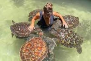 L'aquarium de Nugwi nagera avec les tortues de mer