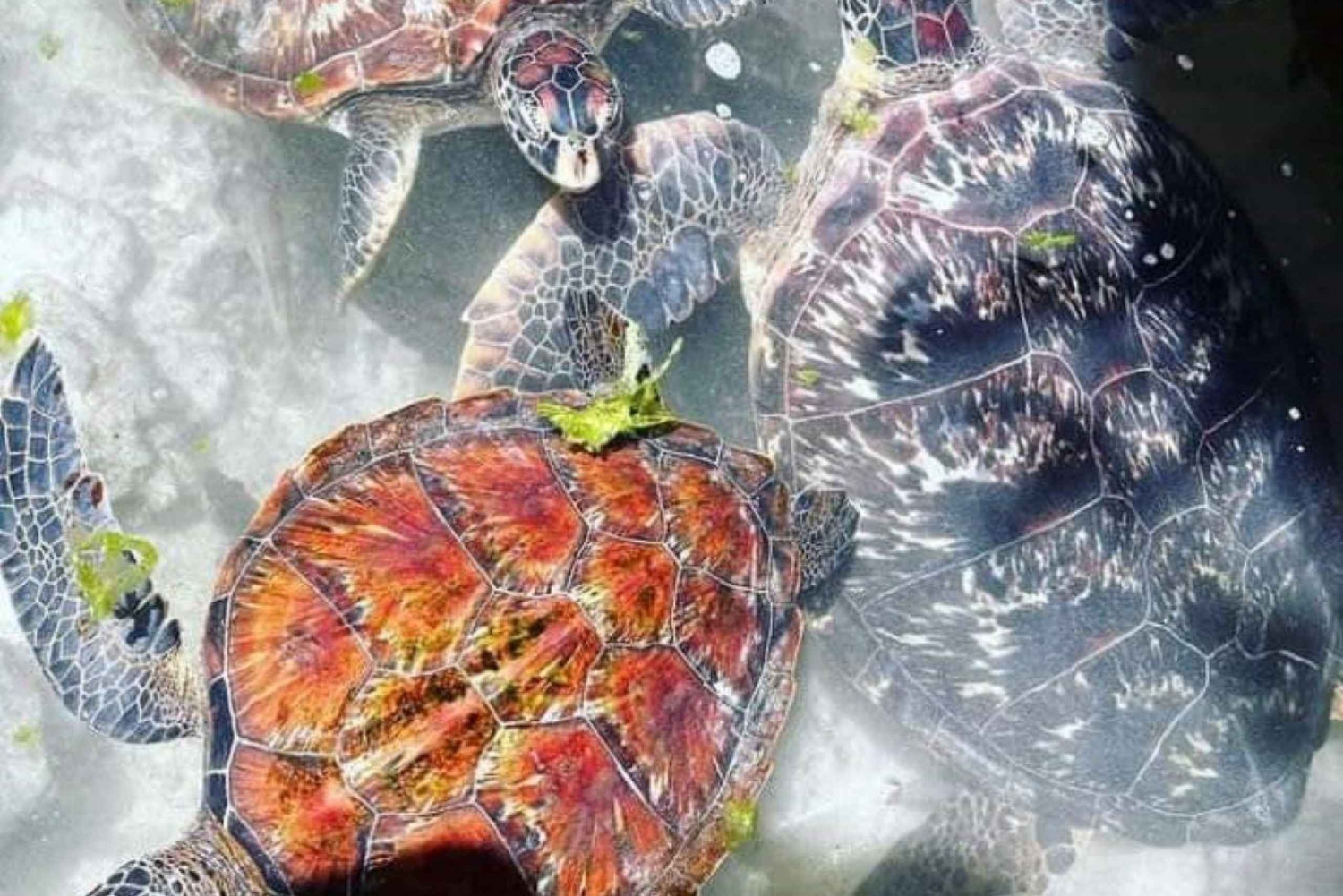 Nungwi akvarium simmar med havssköldpaddor