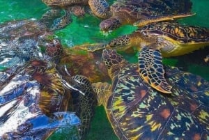 Zanzibar: Swim with turtles at Nungwi