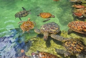 Zanzibar: Swim with turtles at Nungwi