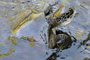 Тюремный остров, песчаная отмель Накупенда и Каменный город: пешая экскурсия
