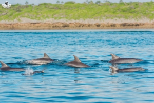 Matemwe: Mnemba Island Dolphin & Snorkeling Boat Tour