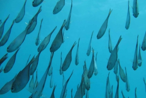 Matemwe: Mnemba Island Dolphin & Snorkeling Boat Tour