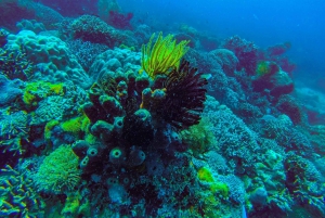Matemwe: Mnemba Island Dolphin & Snorkeling Boat Tour