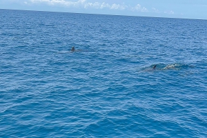 Matemwe: Mnemba Island Dolphin & Snorkeling Boat Tour