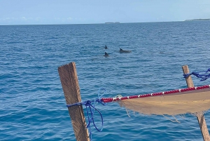 Matemwe: Mnemba Island Dolphin & Snorkeling Boat Tour
