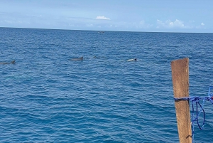 Matemwe: Mnemba Island Dolphin & Snorkeling Boat Tour