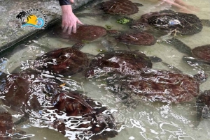 نونجوي السباحة والغطس مع السلاحف في بحيرات زنجبار في زنجبار