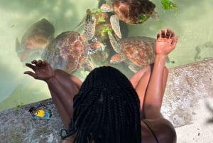 نونجوي السباحة والغطس مع السلاحف في بحيرات زنجبار في زنجبار